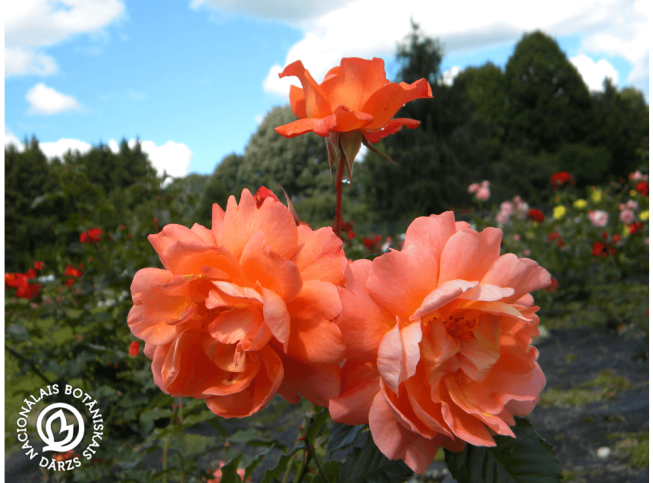 Rosa   'Westerland'